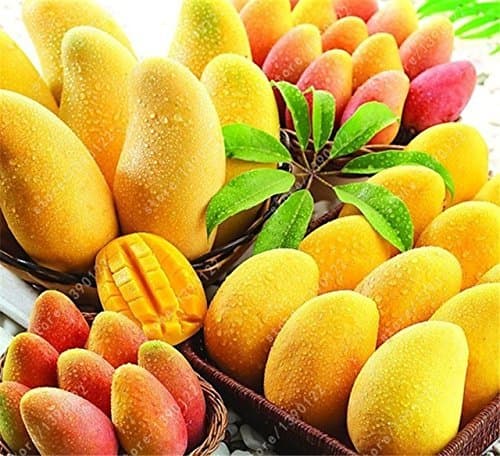 New Rare Mango Seeds,Mini Mango Tree Seeds,Bonsai Tree Seed,Organic Fruits and Vegetables Seeds,Pot for Home Garden Planting,2 Seeds (Seeds) NOT Tree