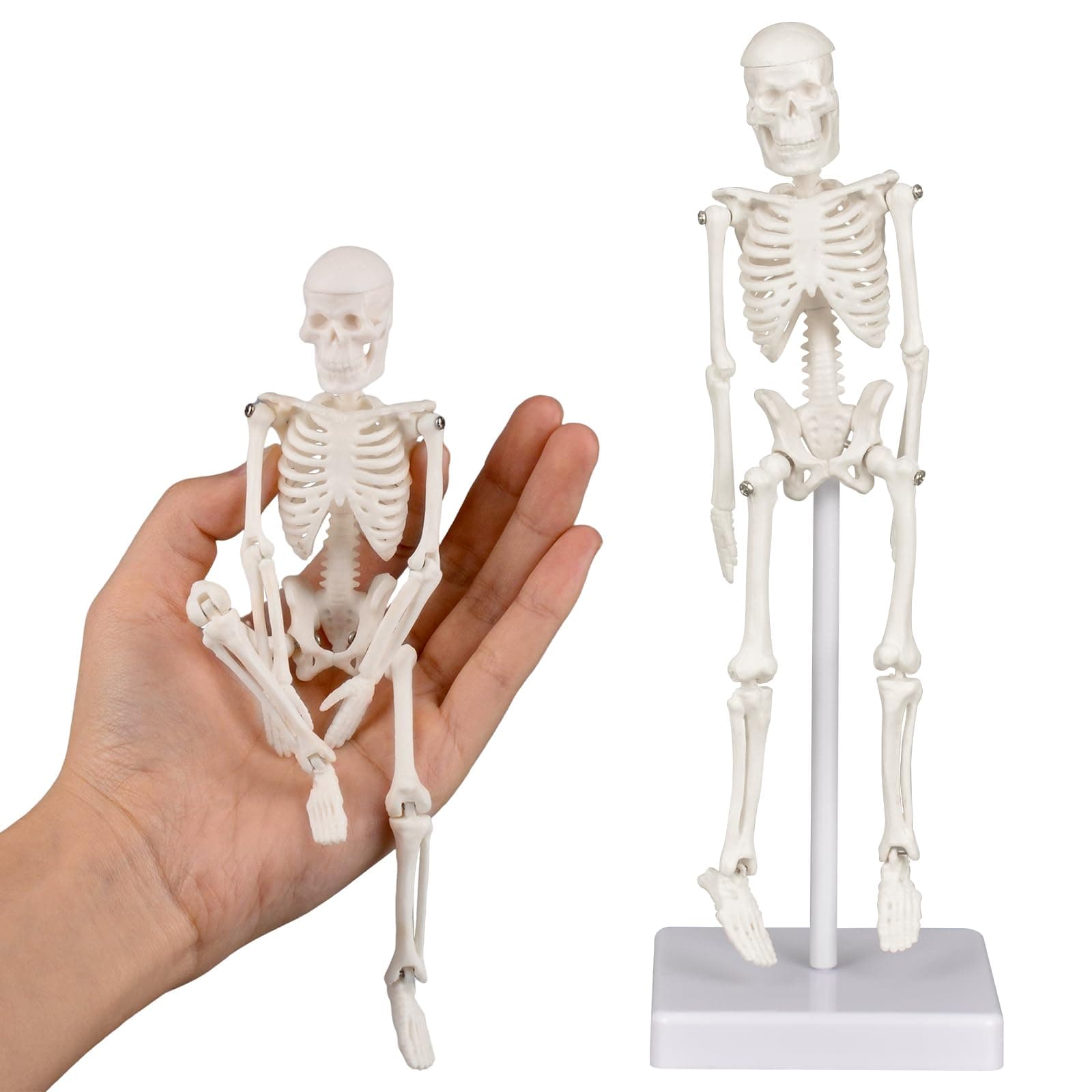 Ultrassist Mini Human Skeleton Model, Portable 20cm Skeleton Bone Model, Great Teaching Tool for Physiological Education and Human Skeletal System Study