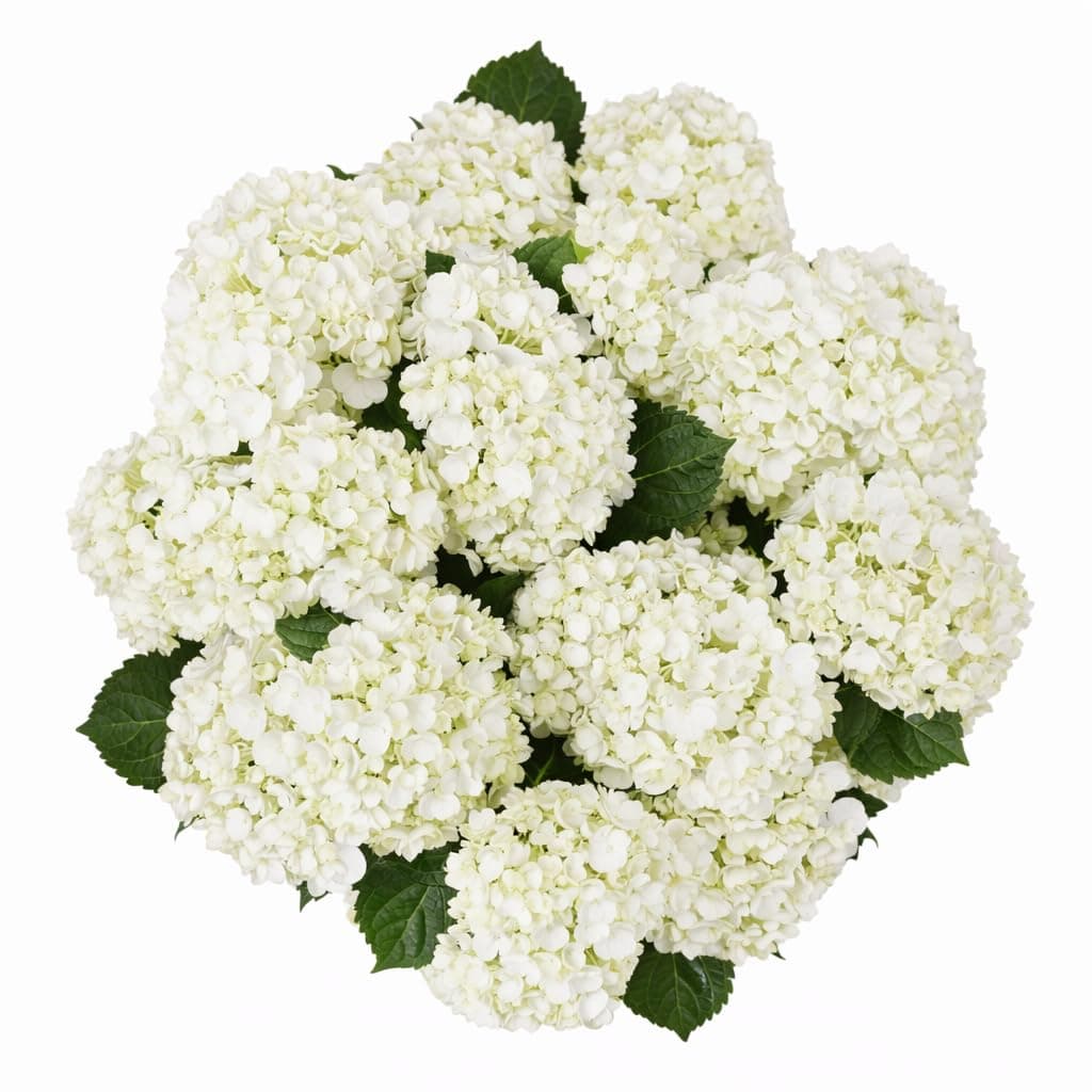 GlobalRose 10 White Hydrangeas – Responsibly Sourced White Flowers – Hand-Picked Flowers Fresh Bouquet for Graduation, Anniversary, Birthday & Special Occasions