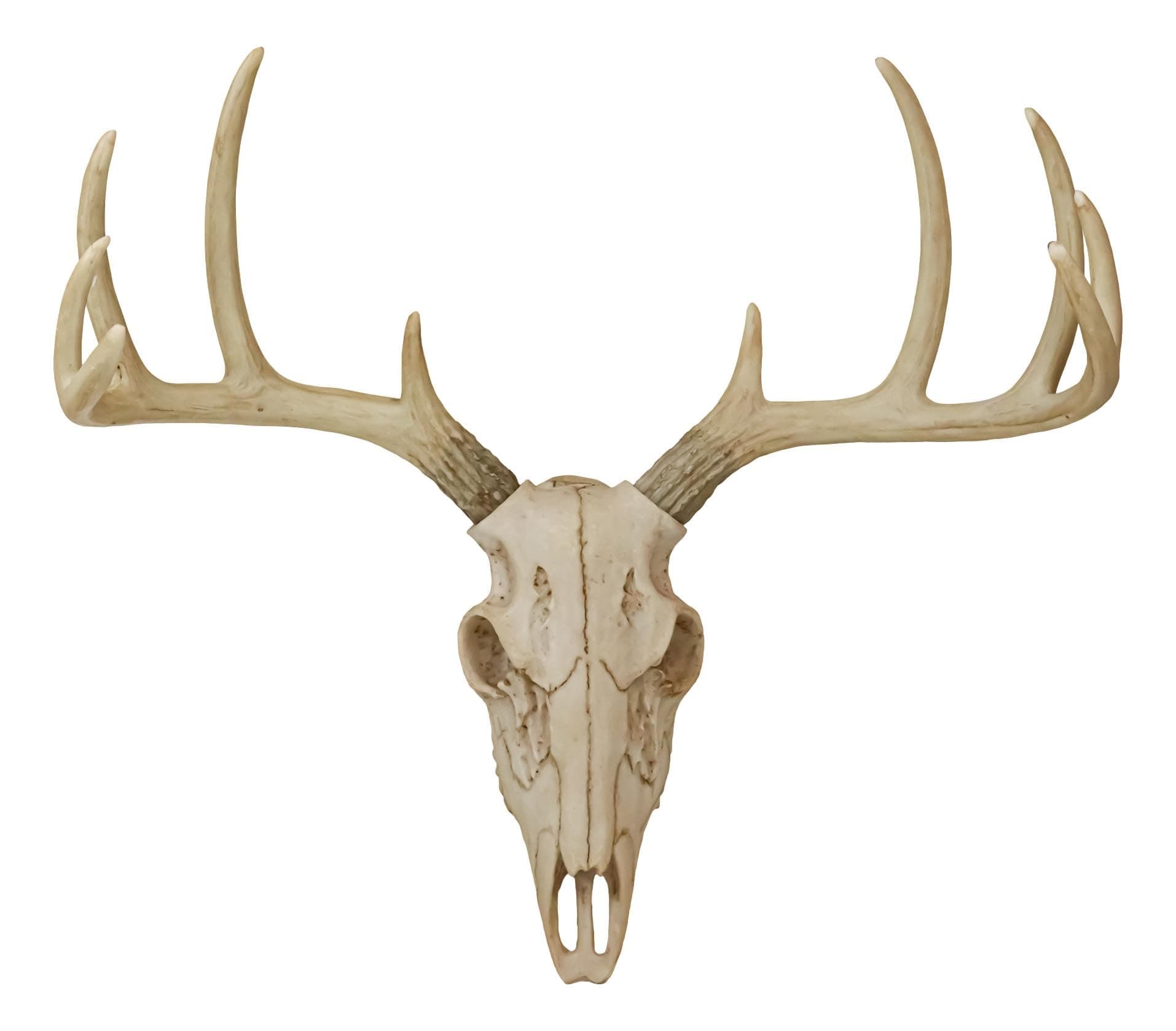 Ebros Gift Rustic Hunter Deer 10 Point Buck Skull Trophy Antlers Wall Mounted Plaque Trophy Decor Figurine 14.25" Long Hunter's Antler Rack Theme Deers Bucks Hunting Skulls Trophies Hanging Sculptures