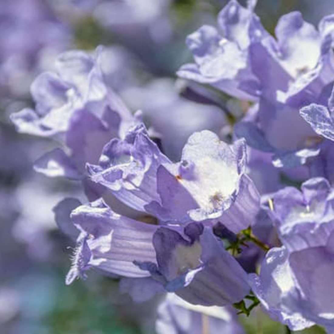 Jacaranda Tree - Jacaranda mimosifolia Tree Seeds, Also Known as Green Ebony Tree Home Garden Planting by Heavy Torch, 10 Seeds
