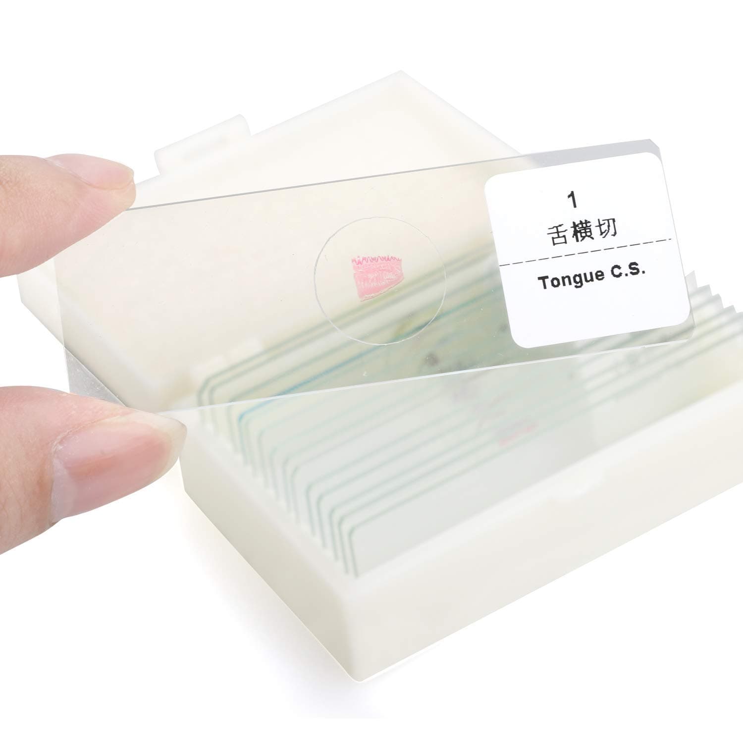 USCAMEL 15Pcs Assorted Specimens Collection of 10 Prepared Microscope Slides and 5 Blank Slides for Kids Home or Education Storage in Fitted Case