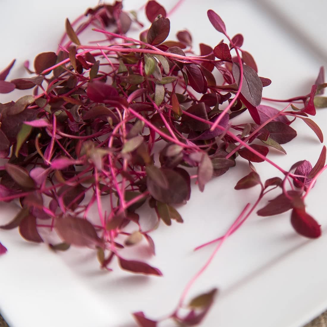 100 UK Red Amaranth Seeds Sprouting Mixed Leaf Micro Green Vegetable to Plant