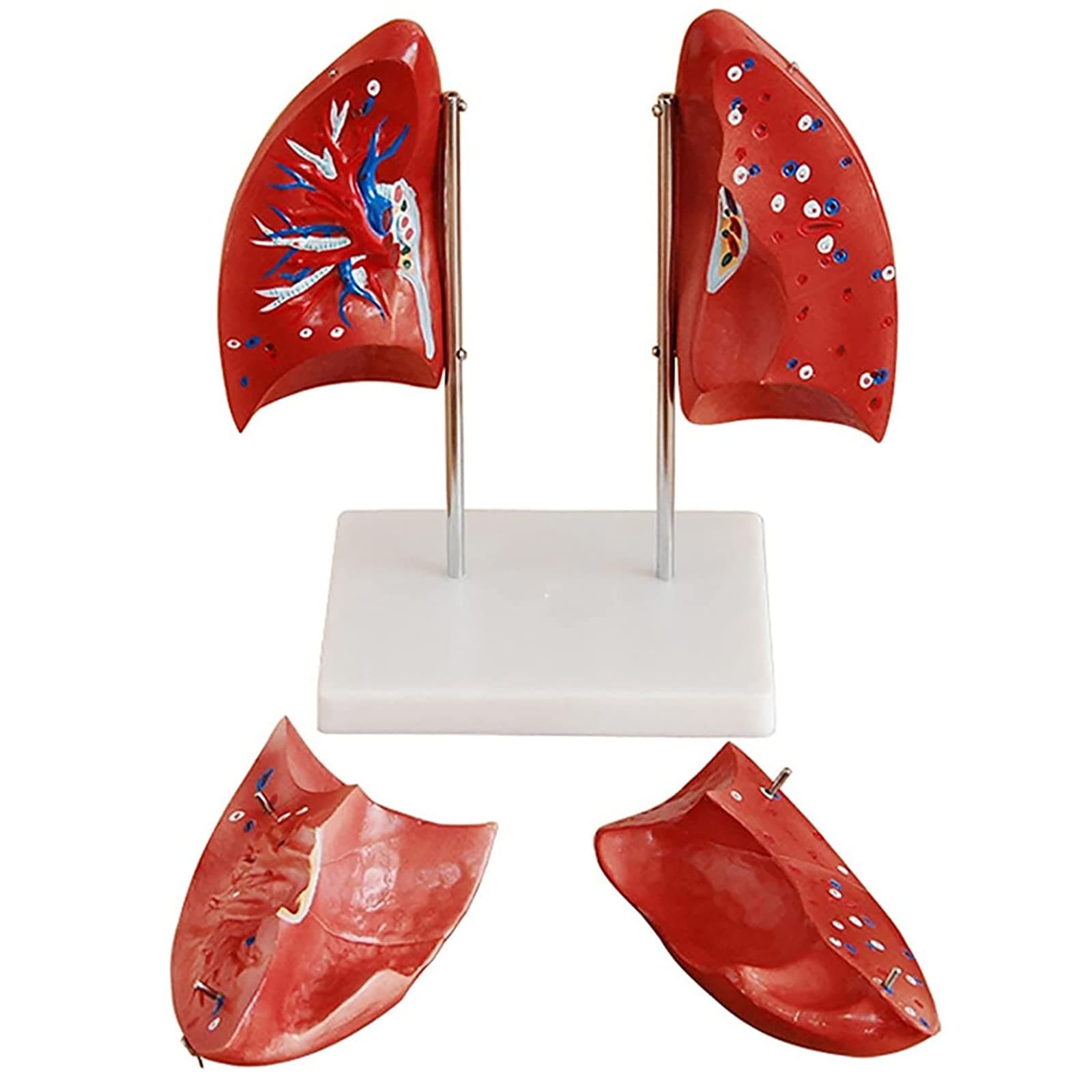 Human Lung Anatomical Model, Human Organ Lung Demonstration Model, Removable 4 Part Organ Lung Anatomical Model,Respiratory System Organs Model, Medical Anatomy Educational Teaching Tool