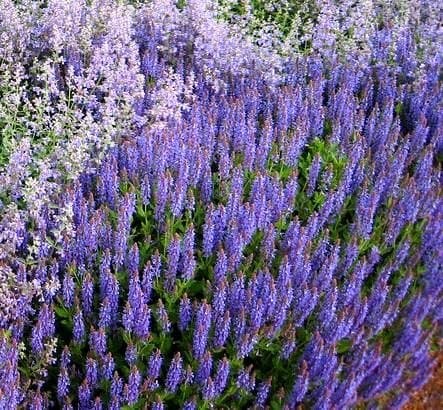 Catmint seeds - Nepeta mussinii