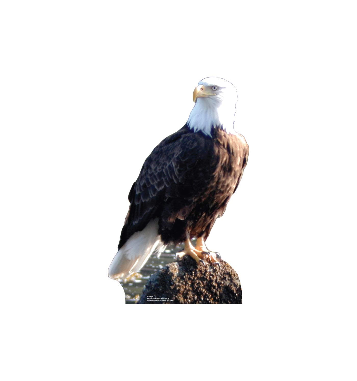 Cardboard People Bald Eagle - Advanced Graphics Life Size Standup