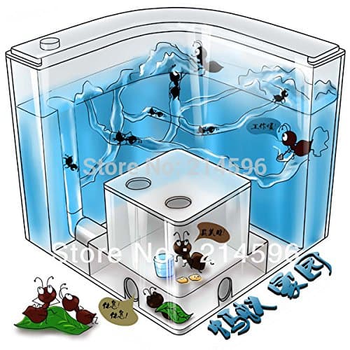 Educational Toys Ants Home (Blue)