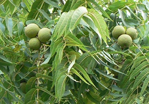 Black Walnut, Juglans Nigra, (Northern Source), Tree 3 Seeds
