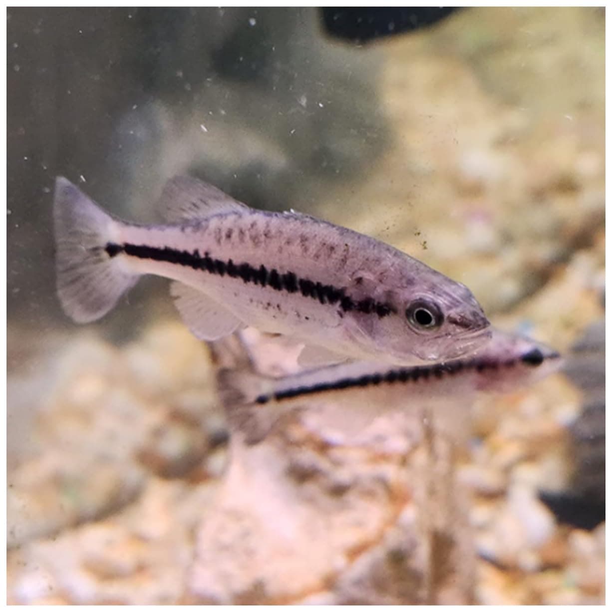 Live Largemouth Bass (10) Pond Fish | Pack includes (10) 4-6" Bass for Fish Stocking Pack