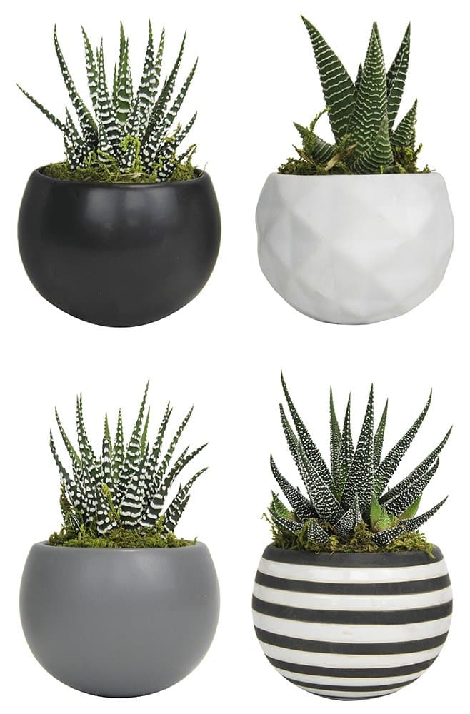 4-PK Magnetized Neoclassic Plant Decoration