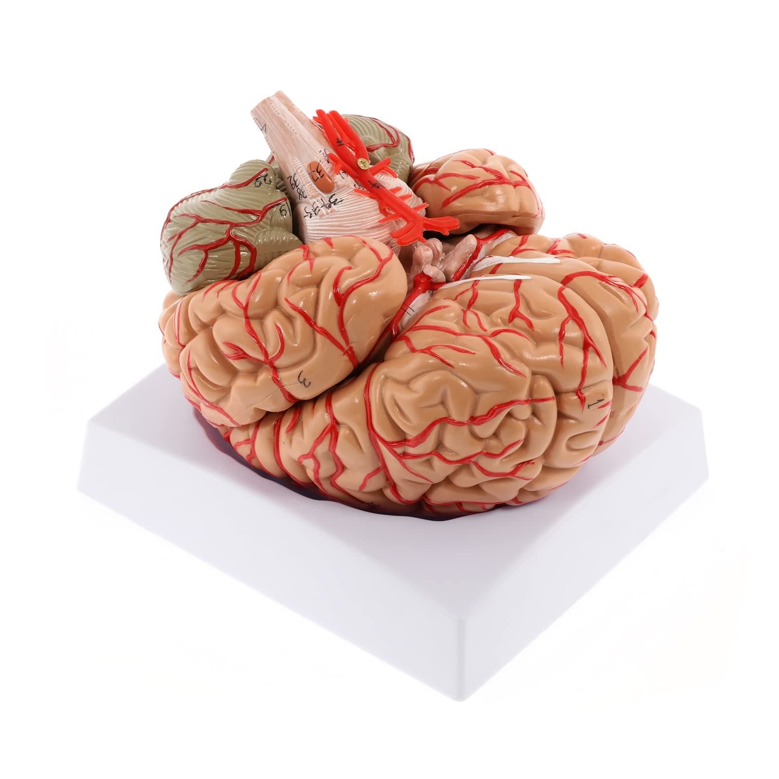 Human Brain Model - 8-Part Life Size Anatomical Model With Display Base & Color-Coded Artery for Science Classroom Study