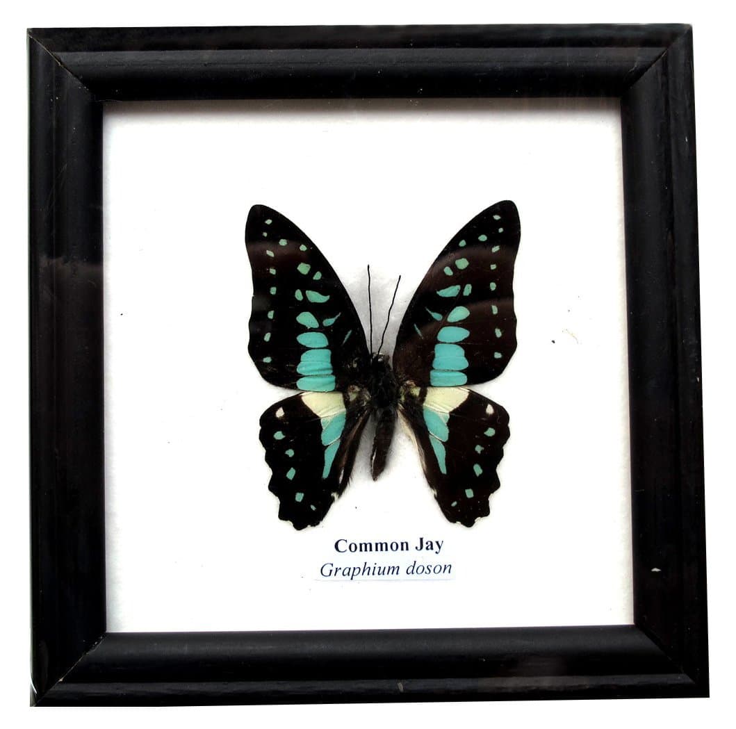 Framed Real Beautiful Common Jay Butterfly Specimen Collection Display Insect Taxidermy
