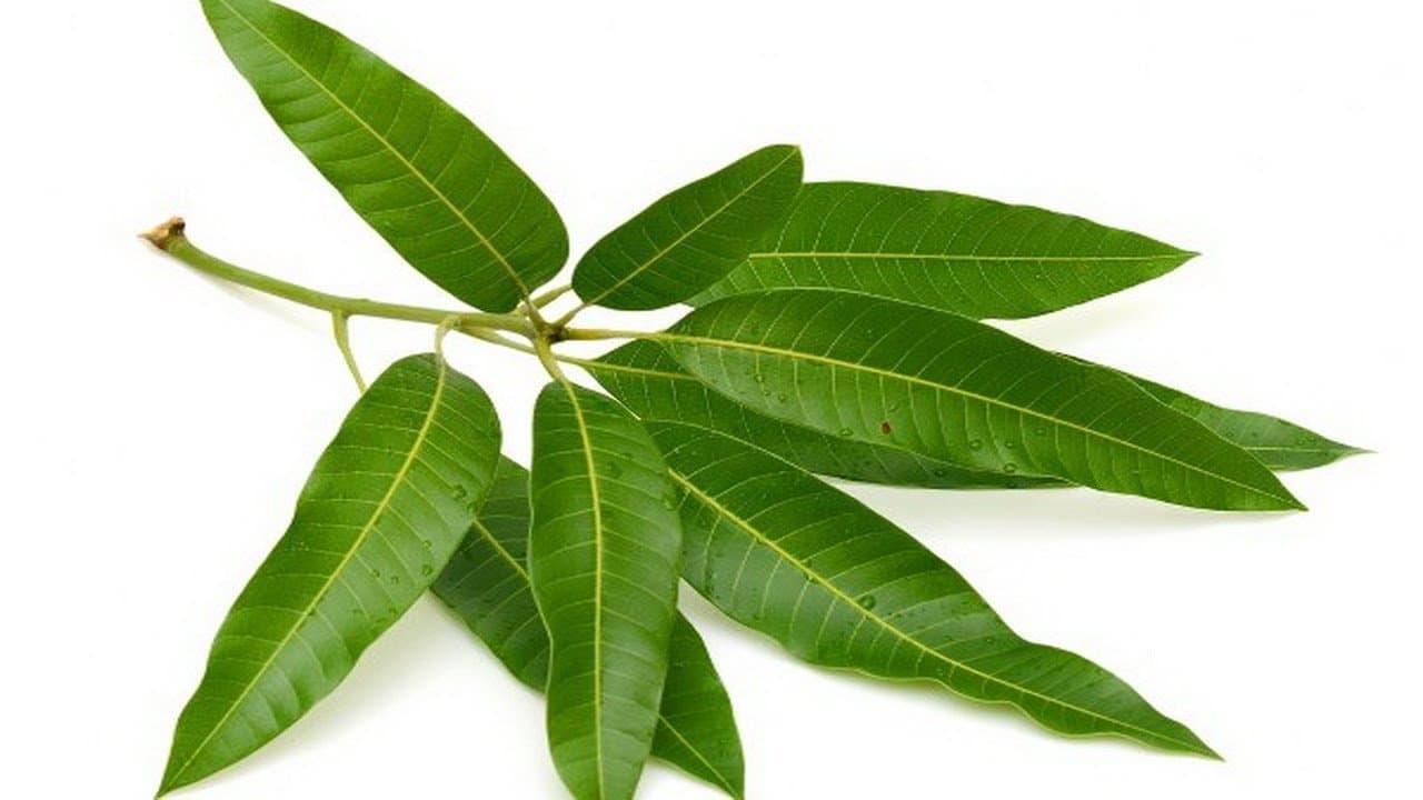 Mango Leaves -20Pcs /General Puja Kit (Free UK Post)
