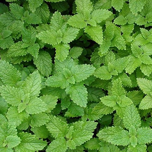 Lemon Balm Seeds, Exotic Herb Garden Plant Seeds Pack of 700 Seeds by AllThatGrows