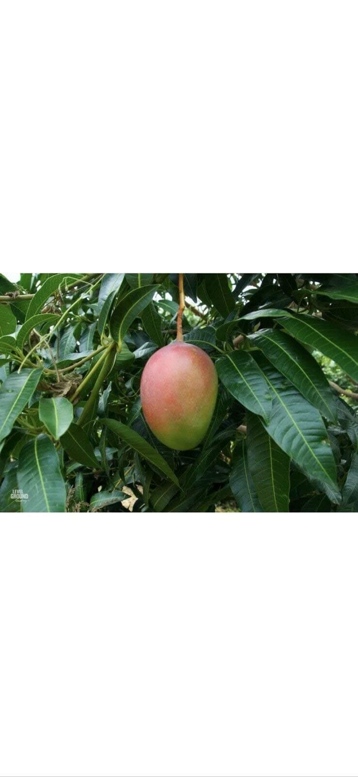 5 Fresh Mango Tree Clippings/Cuttings Live Plant