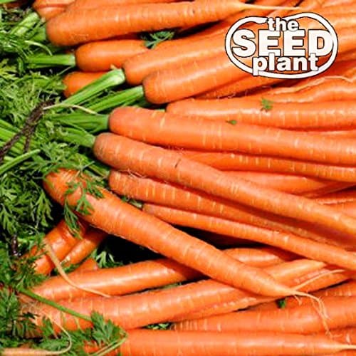 Imperator Carrot Seeds - 500 Seeds Non-GMO