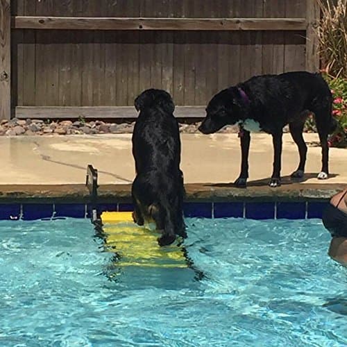 Dog Ladder for Swimming Pool