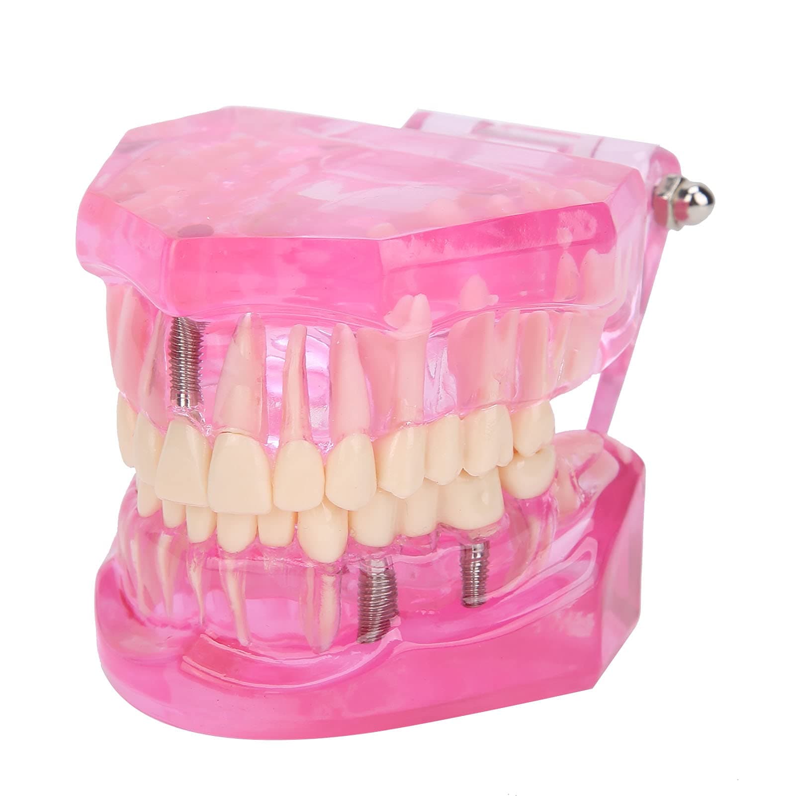 Dental Model, Transparent Clear Light Tooth Teaching Model Detailed for Teaching for Studying