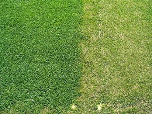 Microclover"Pipolina", Trifolium repens Small-Leaf Clover, Micro-Clover, Lawn Seed, 10 GR Pure (RU)