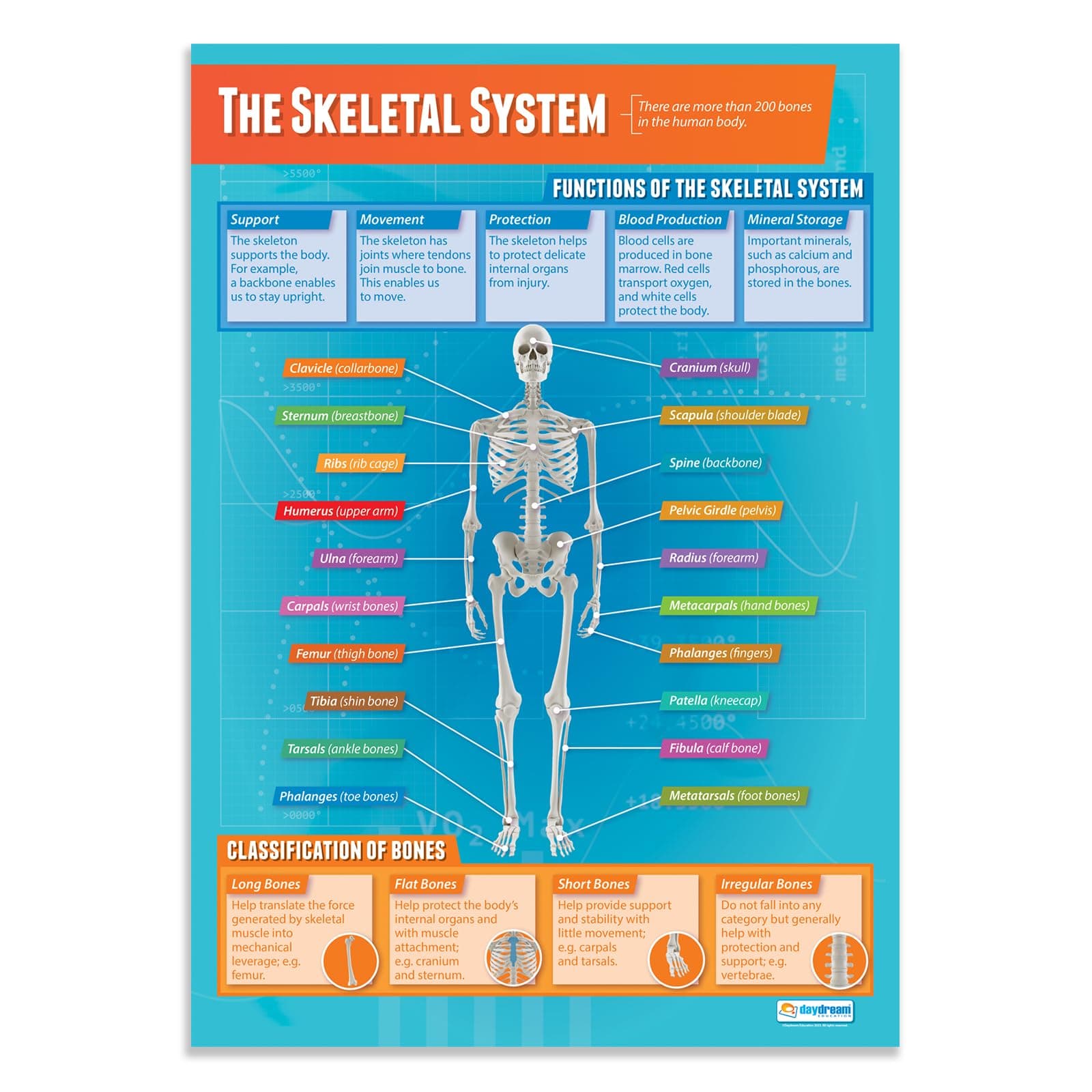 Daydream Education The Skeletal System Classroom Poster - EXTRA LARGE - A1 (850mm x 594mm) - Laminated - PE Secondary School Wall Charts