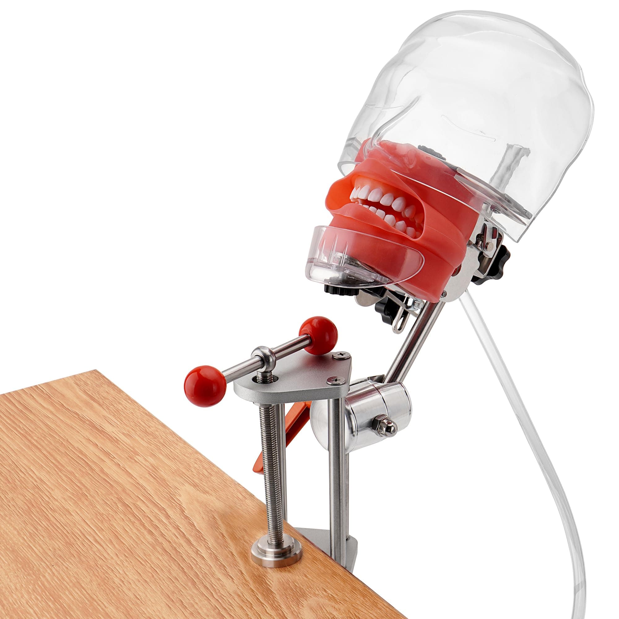 Dental Bench-Mounted Training Manikin (28 Teeth): Phantom Head Model with Desk Clamp, Head Base, Facemask & Drainage Tube, Ideal for Demonstration & Education