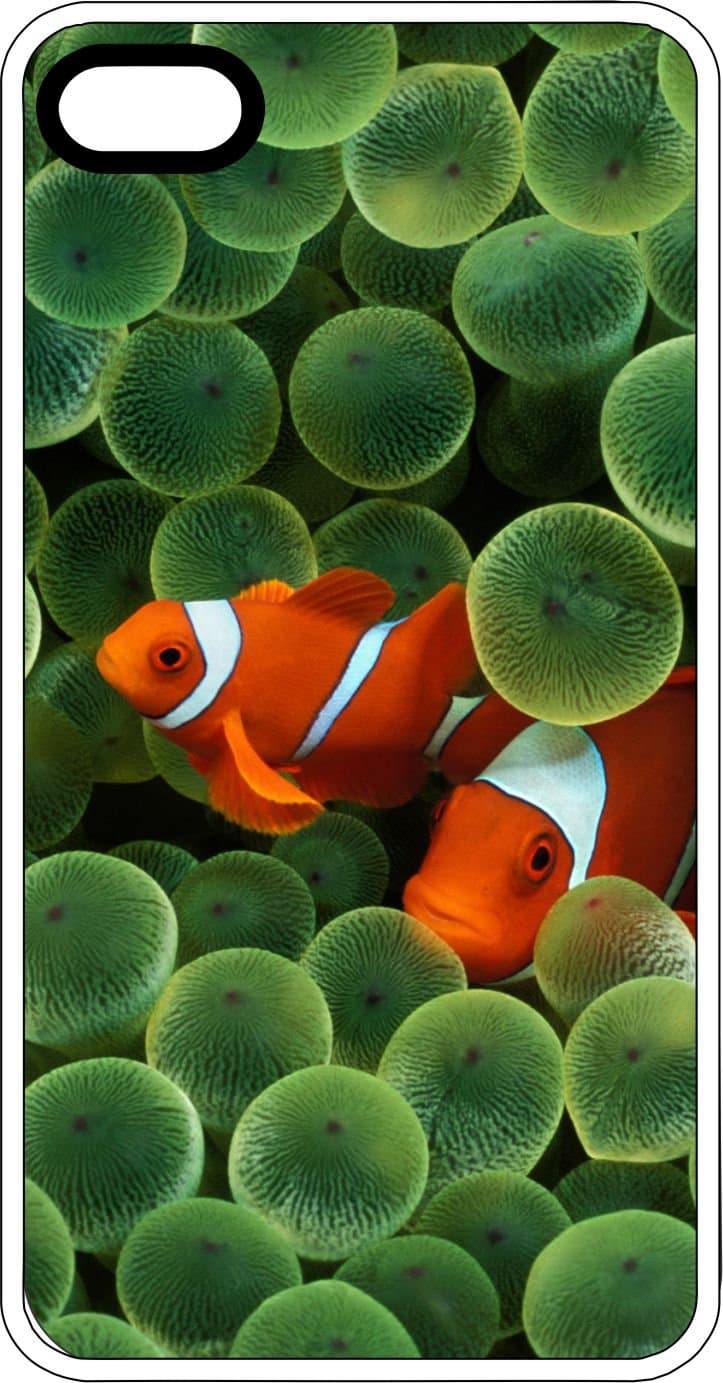 Clown Fish Hiding In An Anemone White Plastic Case for Apple iPhone 4 or iPhone 4s