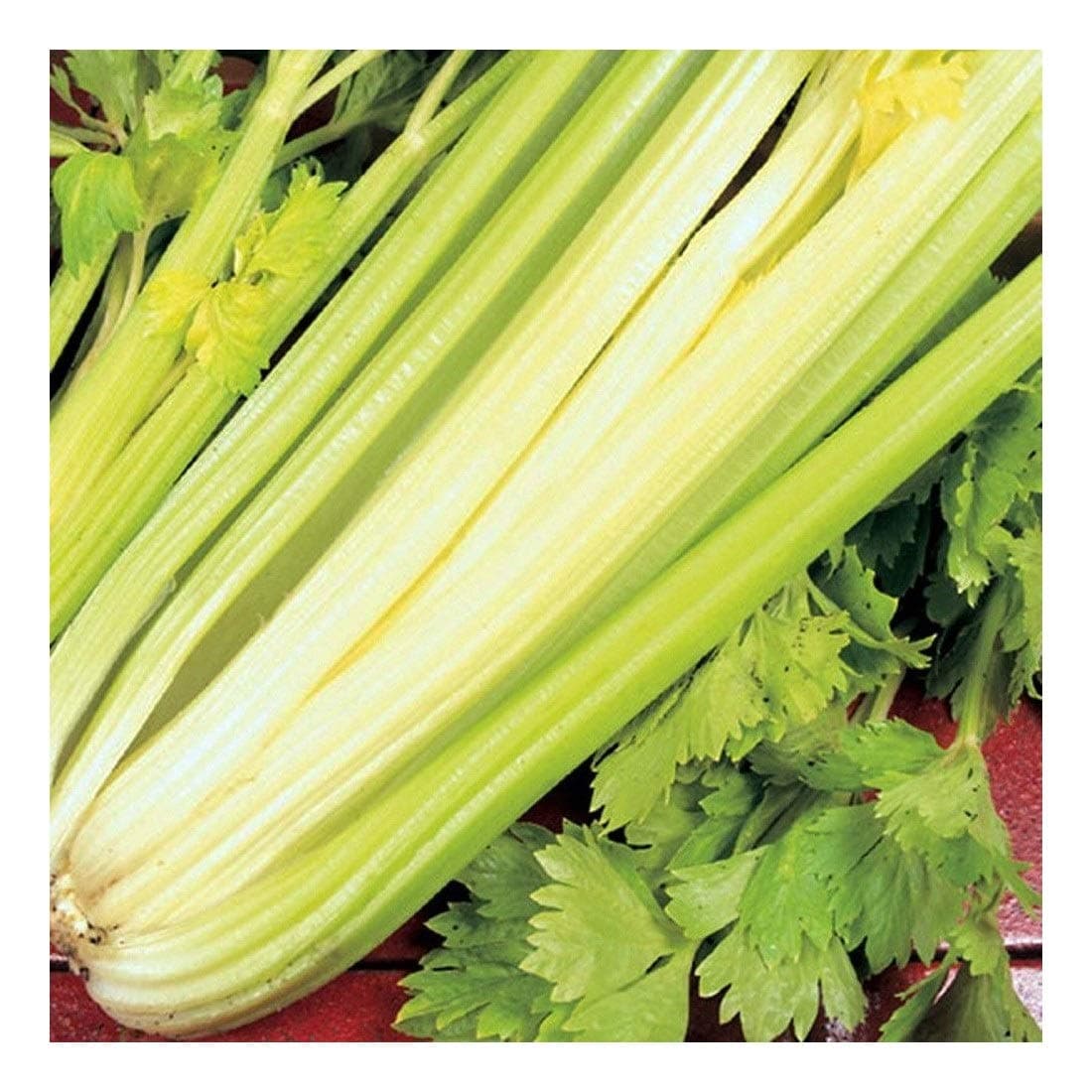 PREMIER SEEDS DIRECT - Celery - Golden SELF BLANCHING - 2GM ~ 6000 Seeds
