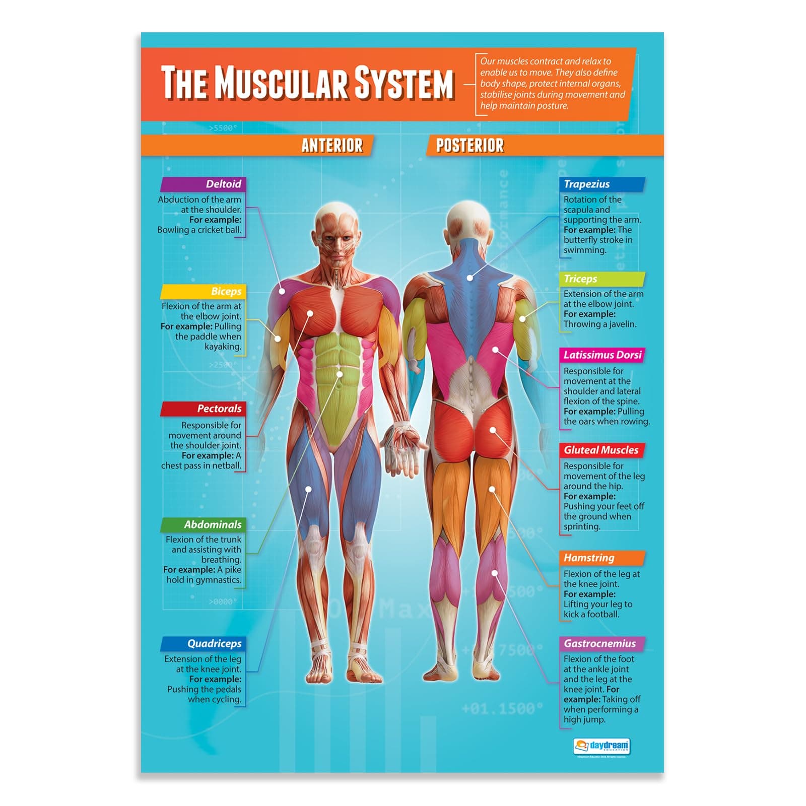The Muscular System Phys Ed High School Poster - EXTRA LARGE 33” x 23.5” - Laminated - Physical Education Middle & High School Classroom Decoration - Wall Charts by Daydream Eduaction