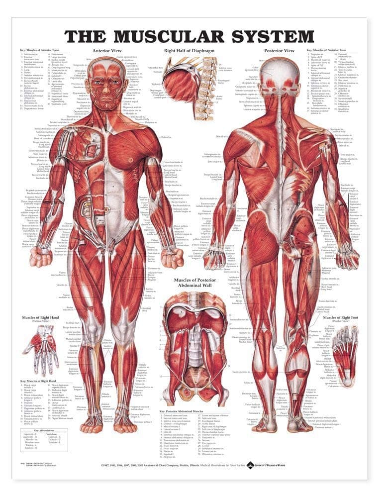 The Muscular System Giant Chart