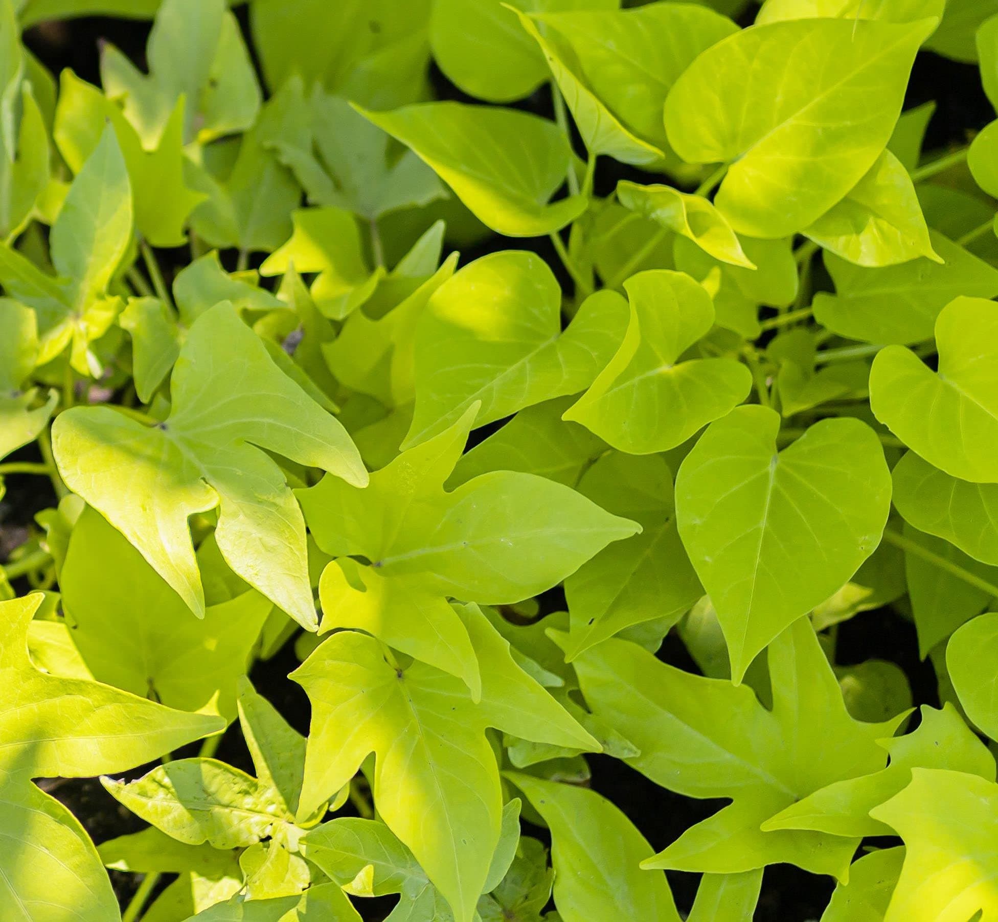 Marginata Lime Sweet Potato Vine Starter Plant
