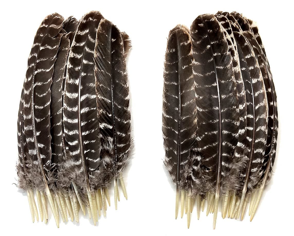 Barred Turkey Rounds (Secondary Wing Feathers) (Natural)