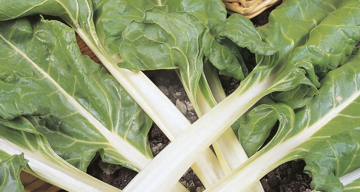 Swiss Chard Plants - Plants - 6 Quality Medium Plugs