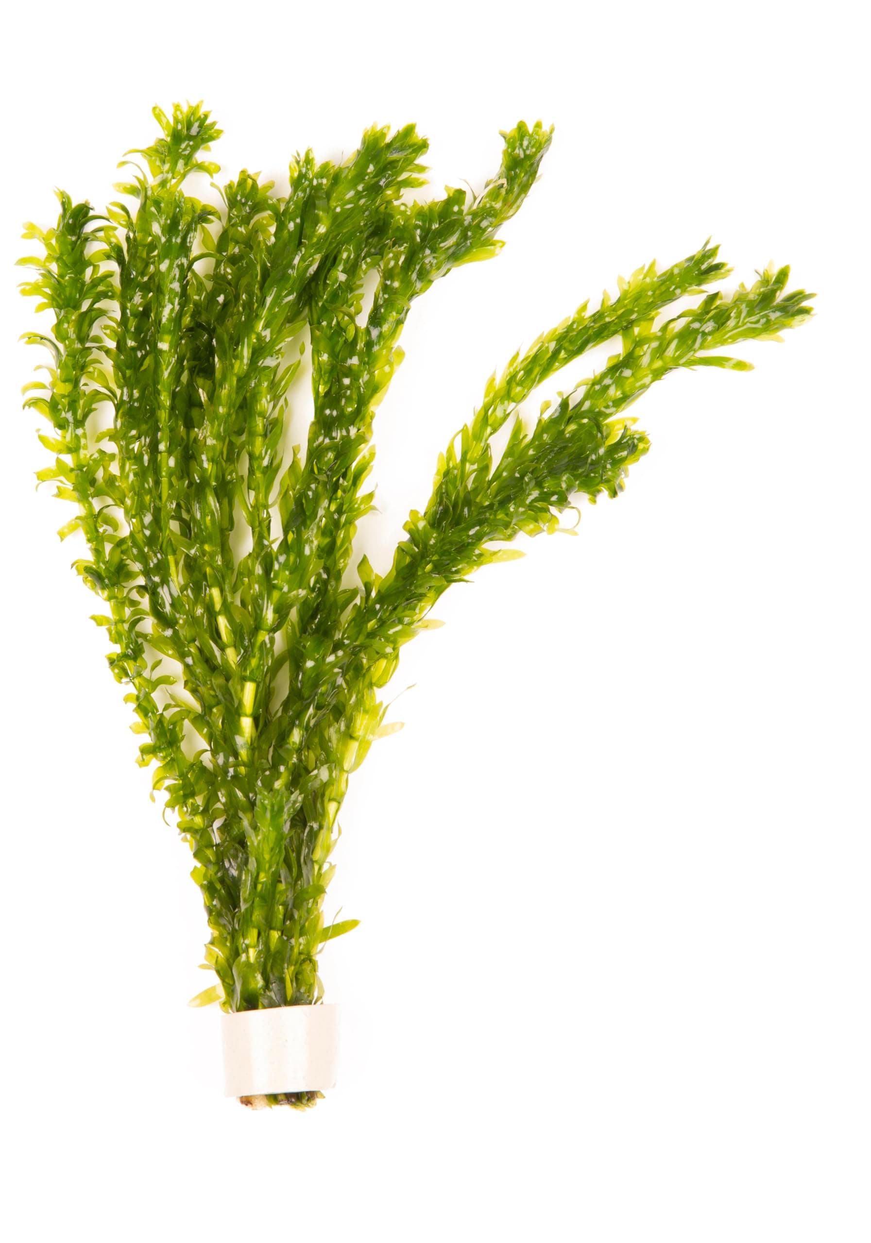 Lincolnshire Pond Plants Ltd - 20 Stems x Oxygenating Weed Live Pond Plant ELODEA DENSA - Also Aquarium Aquatic Plants (Weighted)