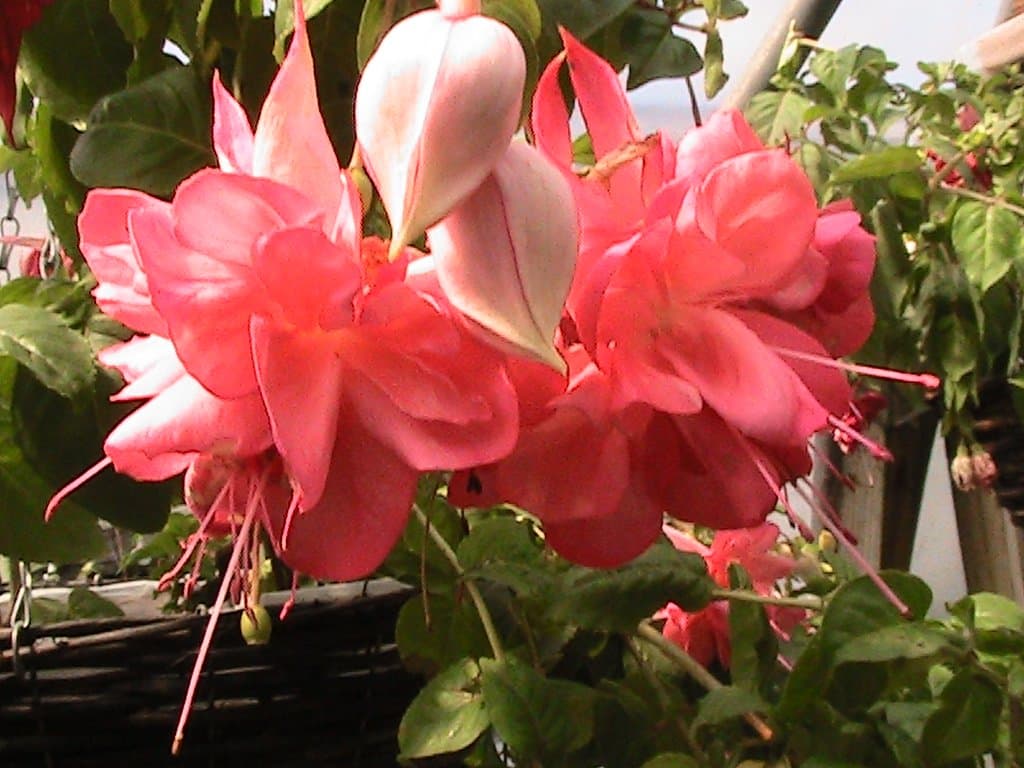 5 GIANT FLOWERED TRAILING FUCHSIA PLUG PLANTS (Peachy)
