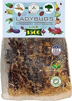 1500x1 Live Ladybugs - Good Bugs - Ladybugs for Garden - Guaranteed Live Delivery!