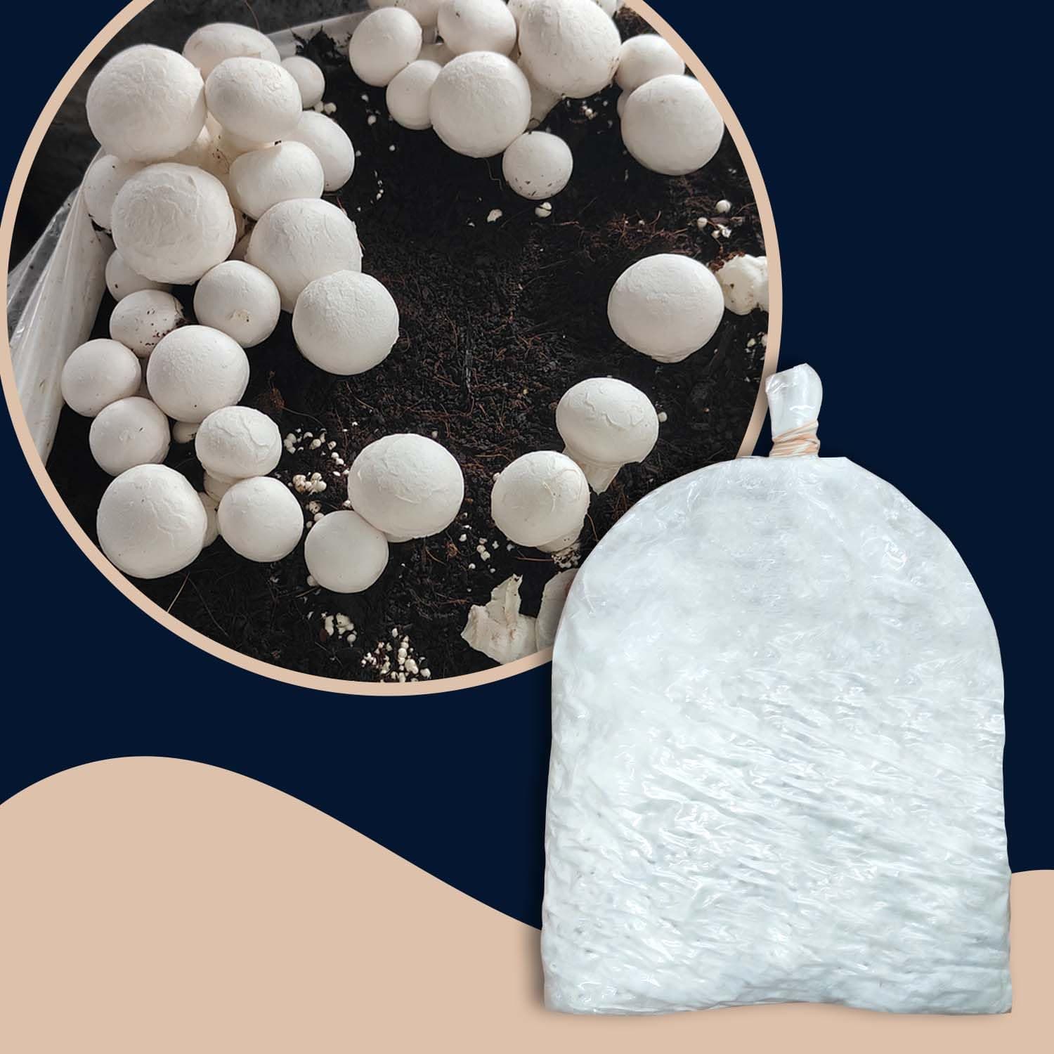 White Button Mushroom Spawn, 200g - Fresh White Mycelium for Growing Edible Mushrooms Indoors, Home Gardening or Commercial Use - High Yield Spores Grain Based Seeds for Mushroom Cultivation