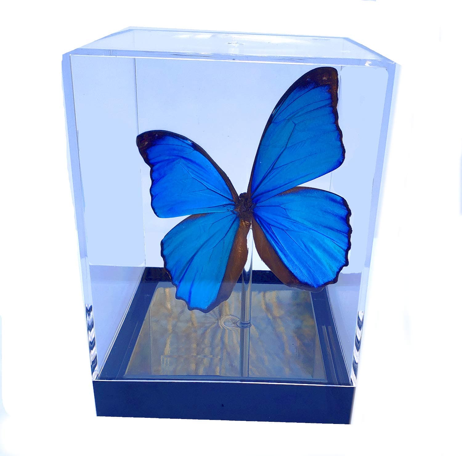 Blue Morpho menelaus 3D Framed Real Butterfly - Table Top Cube