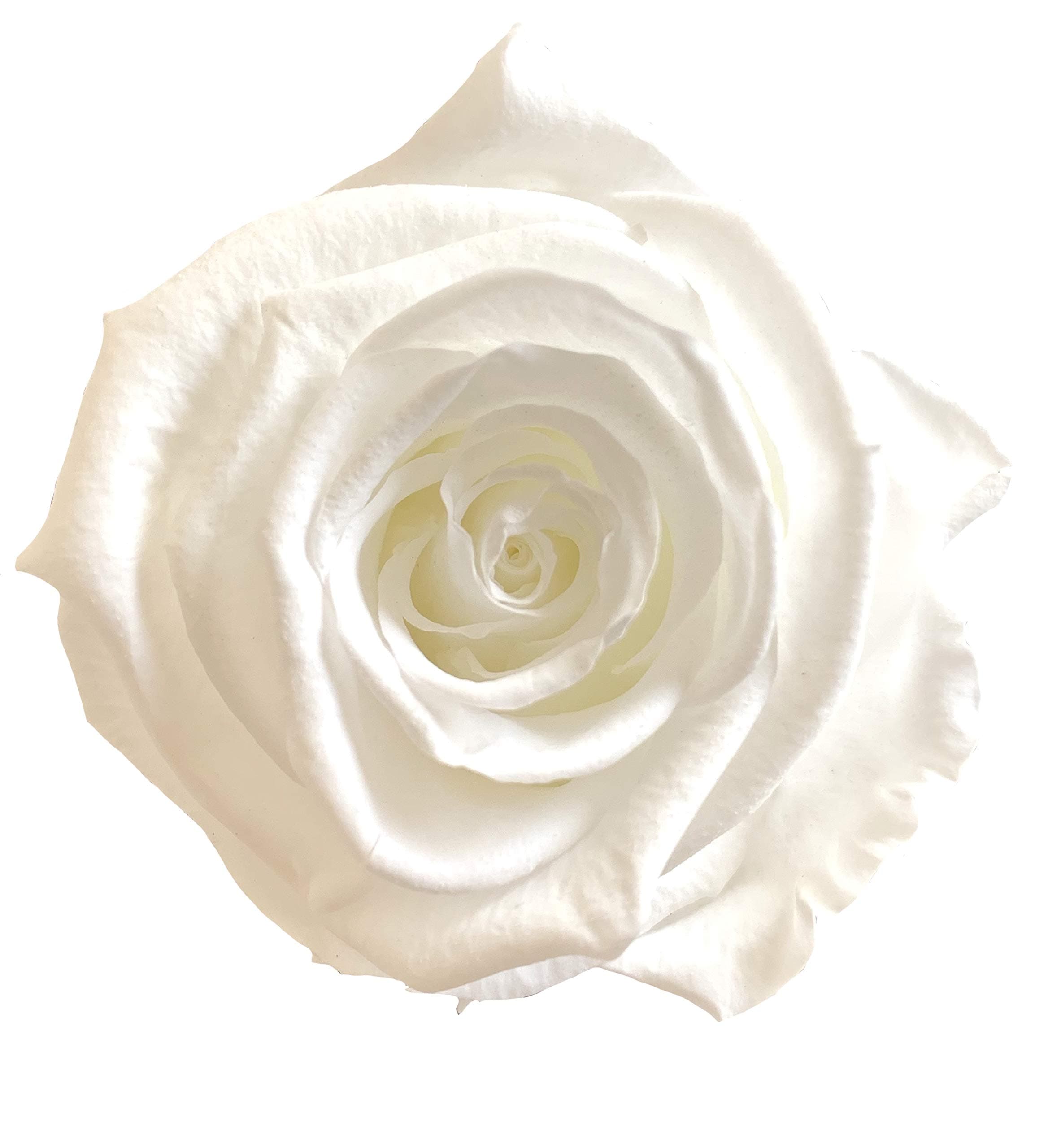 KIKA DECO Preserved Roses Head Pack (Large 6 Pack, White)