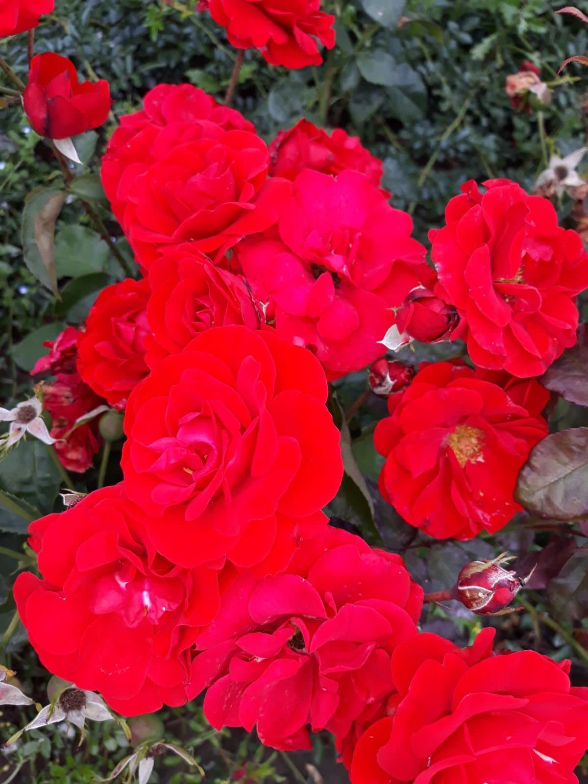 Evelyn Fison Floribunda Rose Bare Root