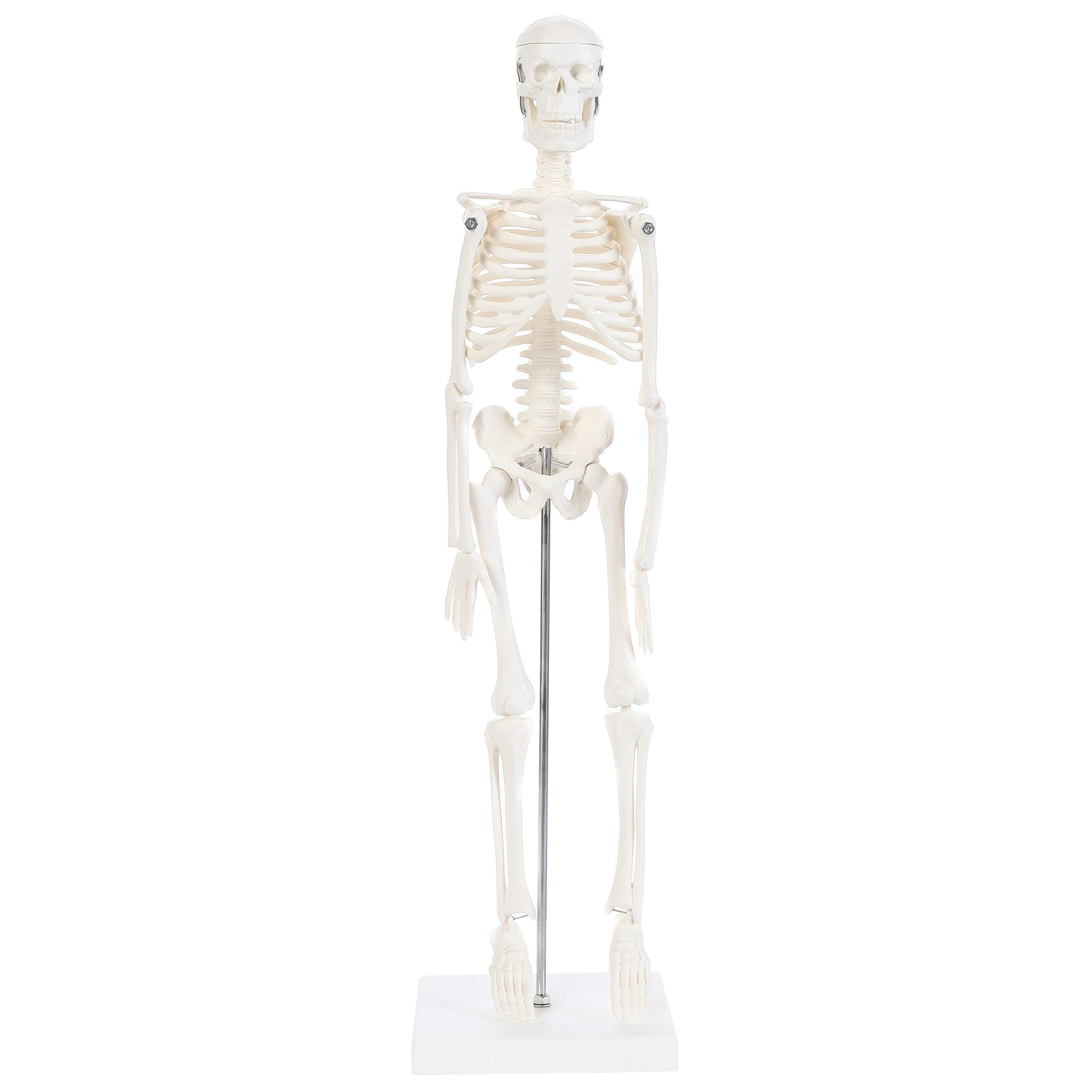 Anatomy Lab Human Skeleton Model, 19" Desktop Skeleton Has Movable Arms and Legs, Details Basic Human Skeletal System with Display Stand