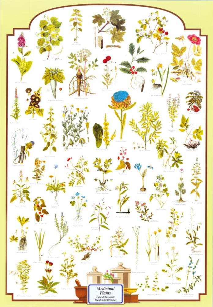 Medicinal Plants Poster 27 x 39in