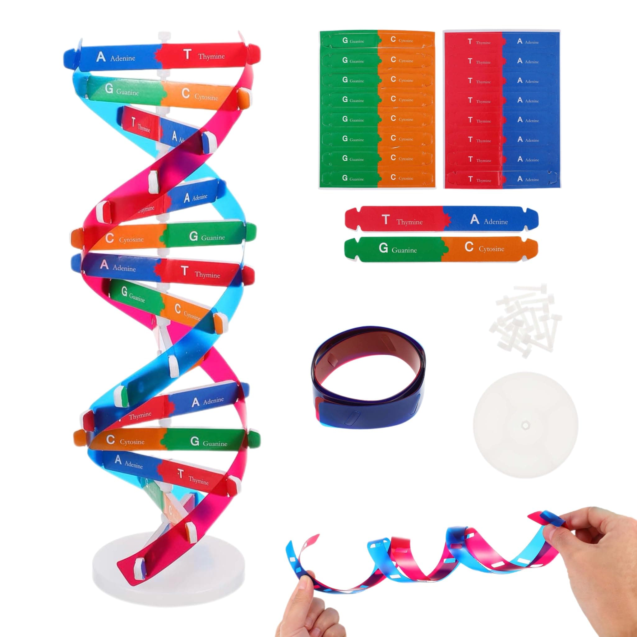 NUOBESTY Double Helix Model DNA Model Kit DNA Structure Models Human Genes Learning Kit Biological Teaching Aids