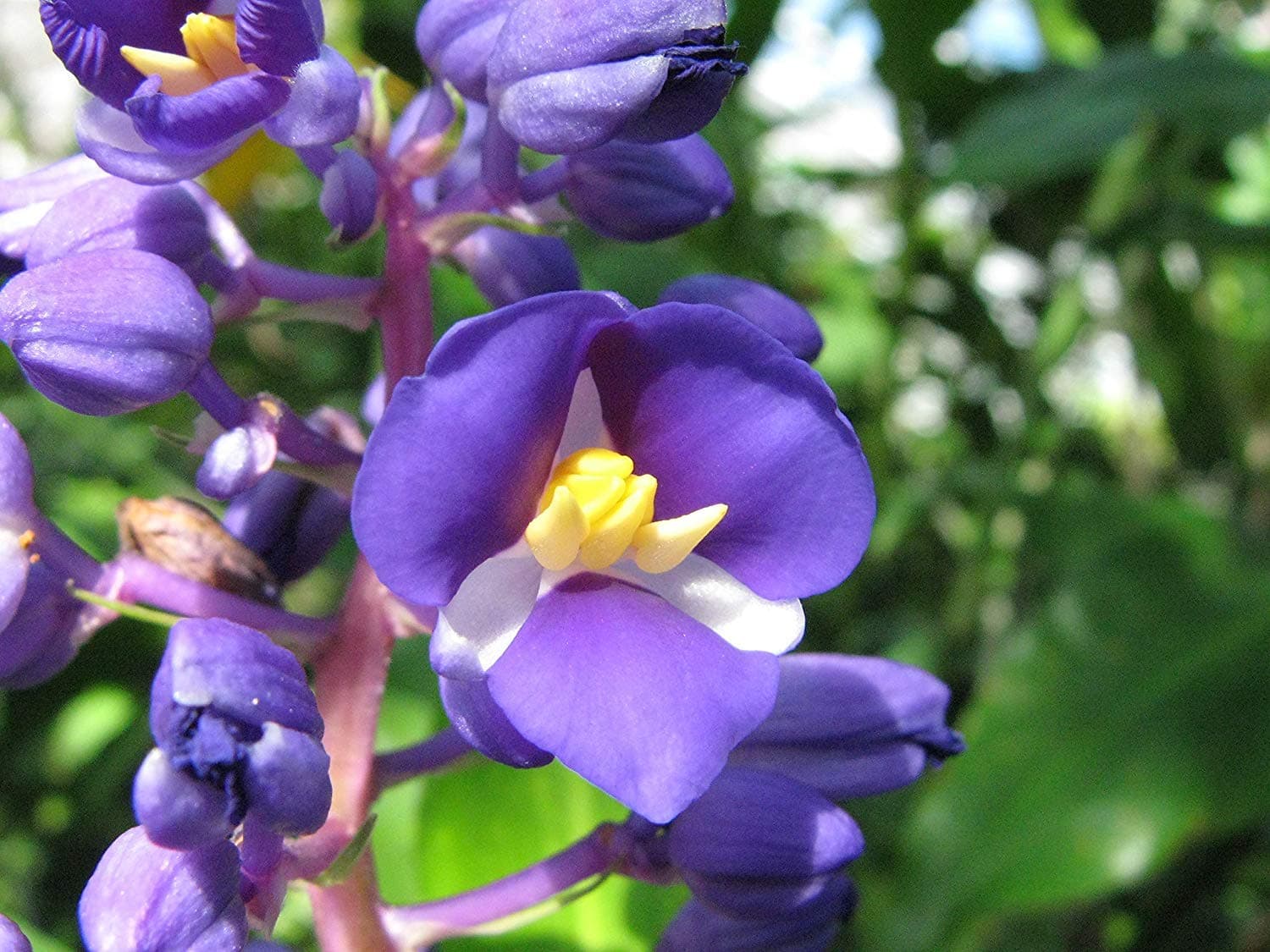 Blue Hawaiian Dichorisandra Thyrsiflora Ginger Plant Root 1 Pack