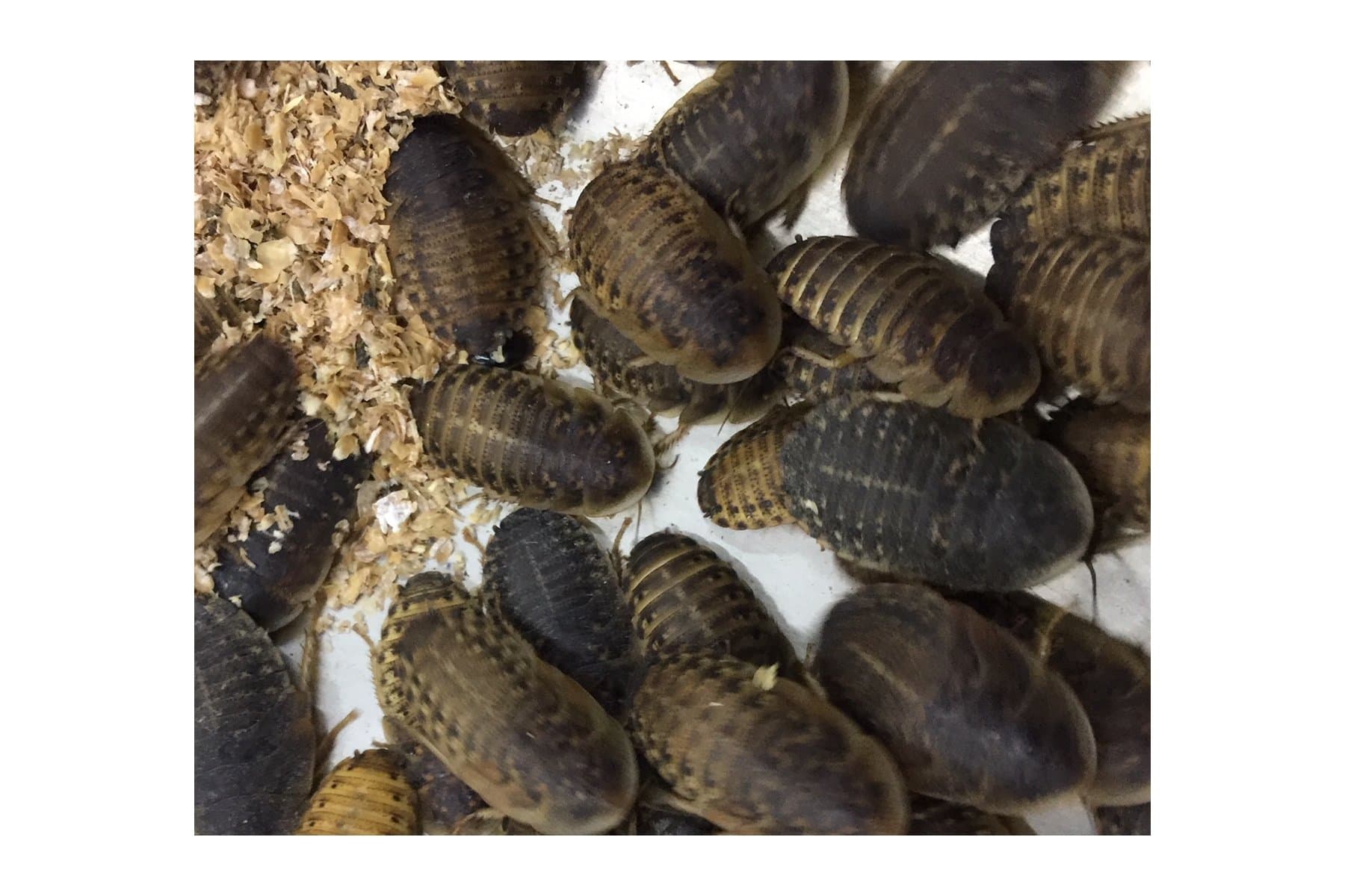 Live Feeder Roach Blaptica Dubia Medium size 14-25mm (12)