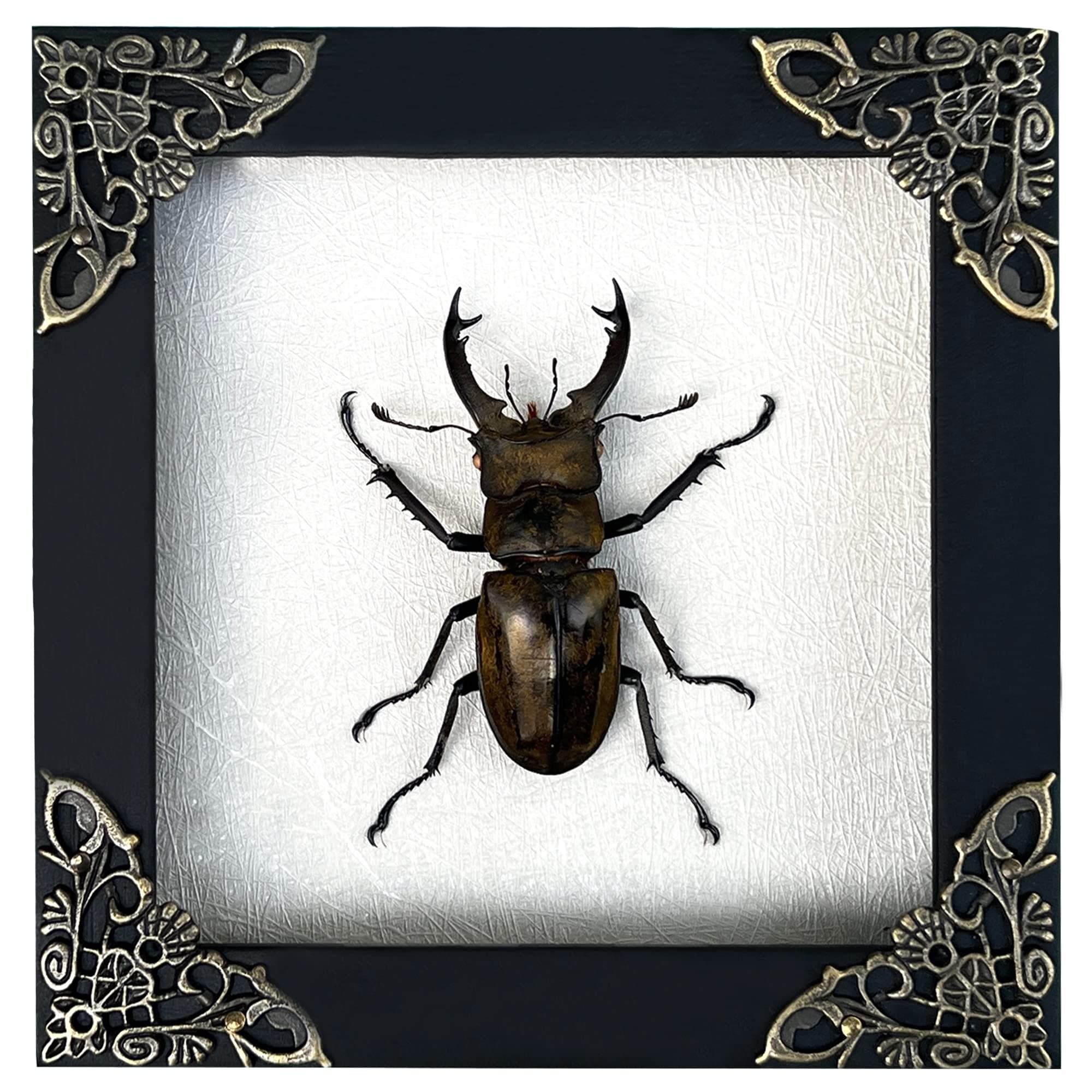 Real Framed Lucanus Beetles Dead Insect Dried Beetle Shadow Box Wooden Frame Taxidermy Specimen Display Oddity Tabletop Wall Hanging Home Décor Bookshelf K12-57-TR
