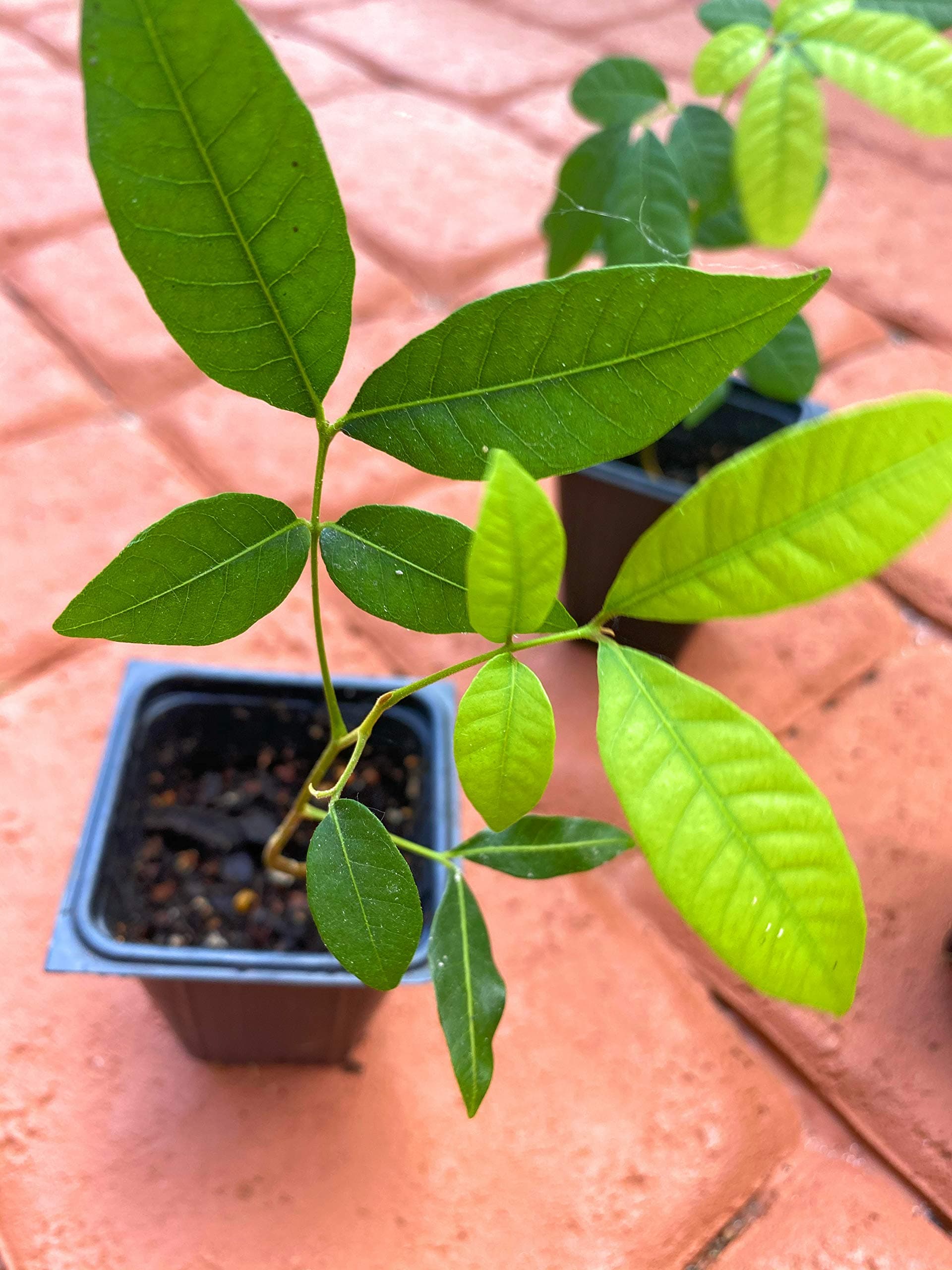 2 Longan Tree Plant Organic 2 Plants