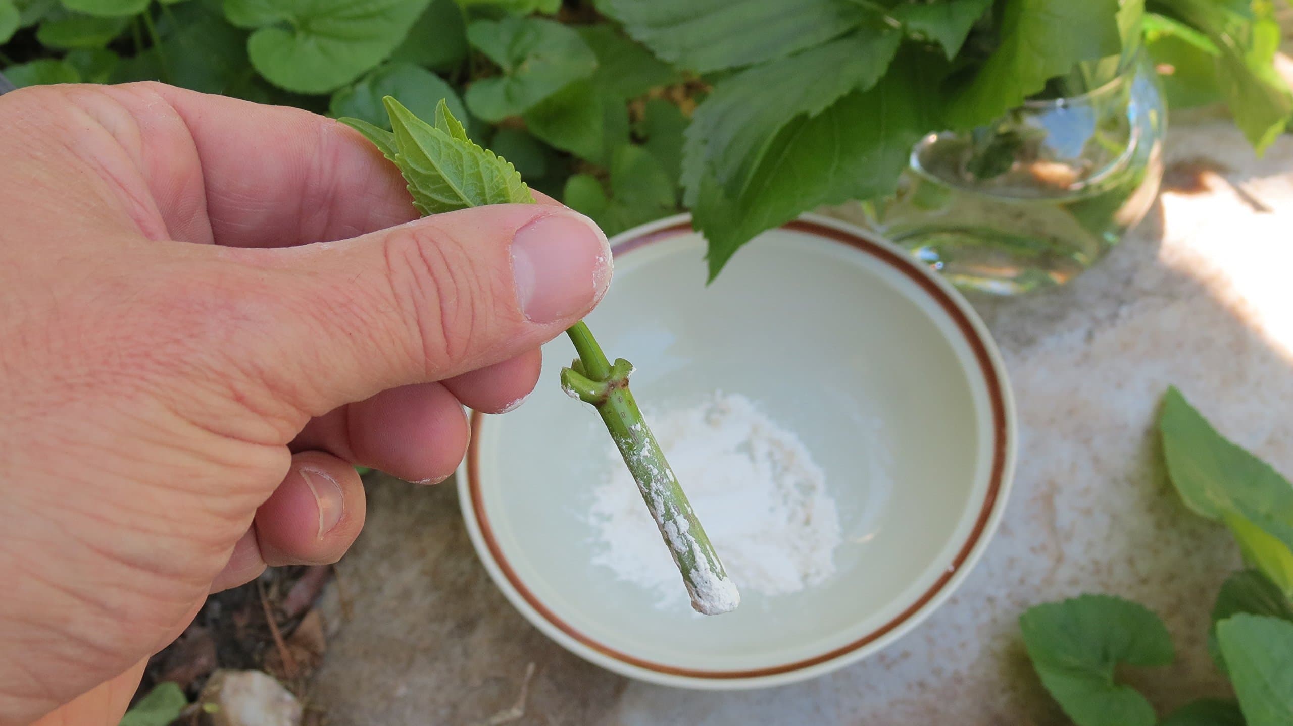 SelpLine Root Cutting Powder 30 g for Soft and Medium Hard Plants (Number 2)