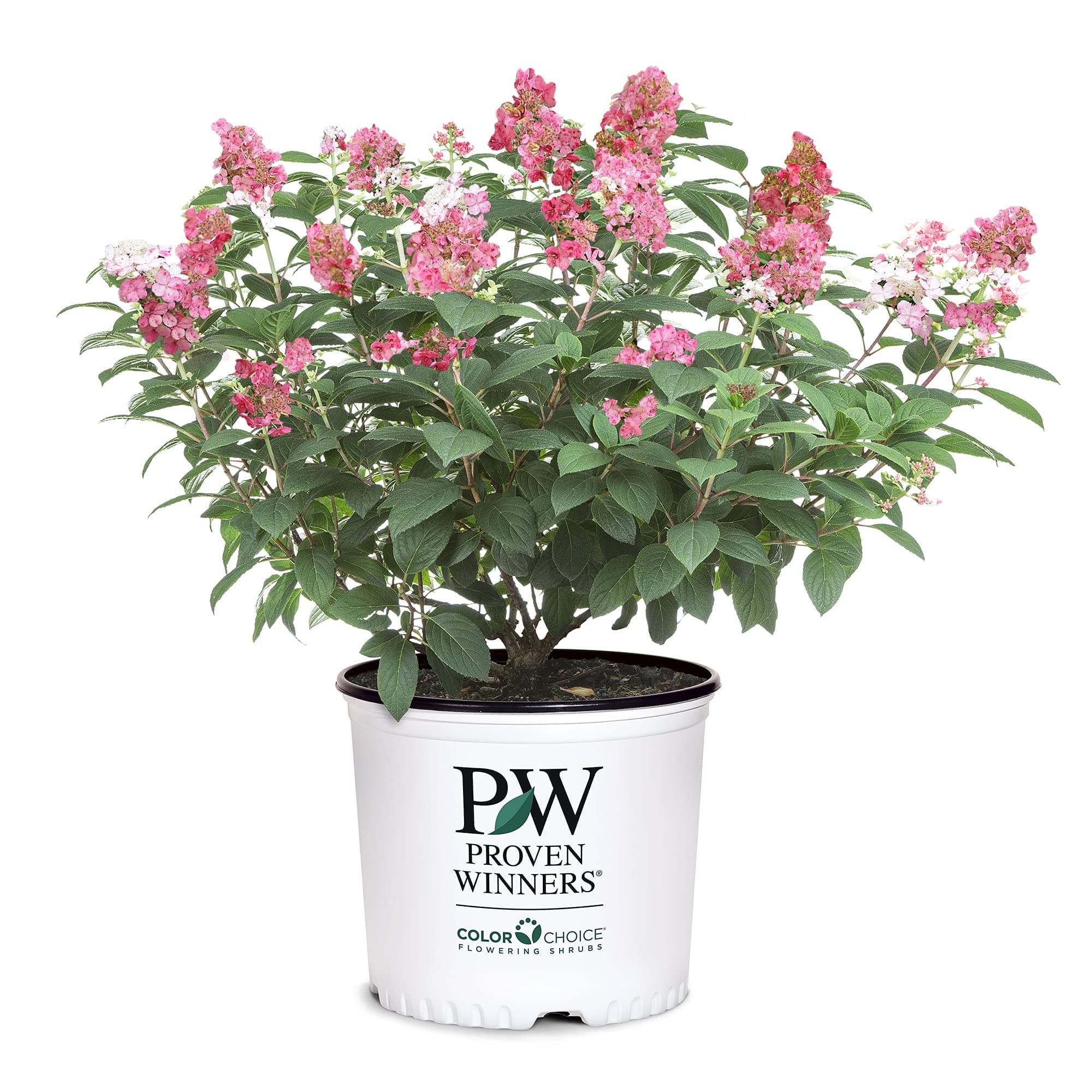 2 Gal Proven Winners Little Quick Fire Hydrangea, Rich pink and creamy white