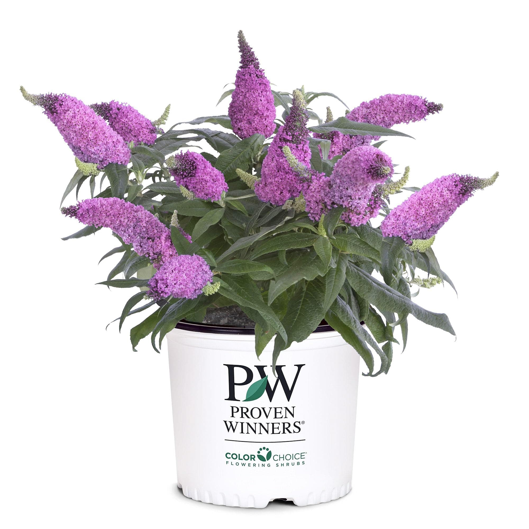 2 Gallon Proven Winners Buddleia Pugster Pinker Shrub