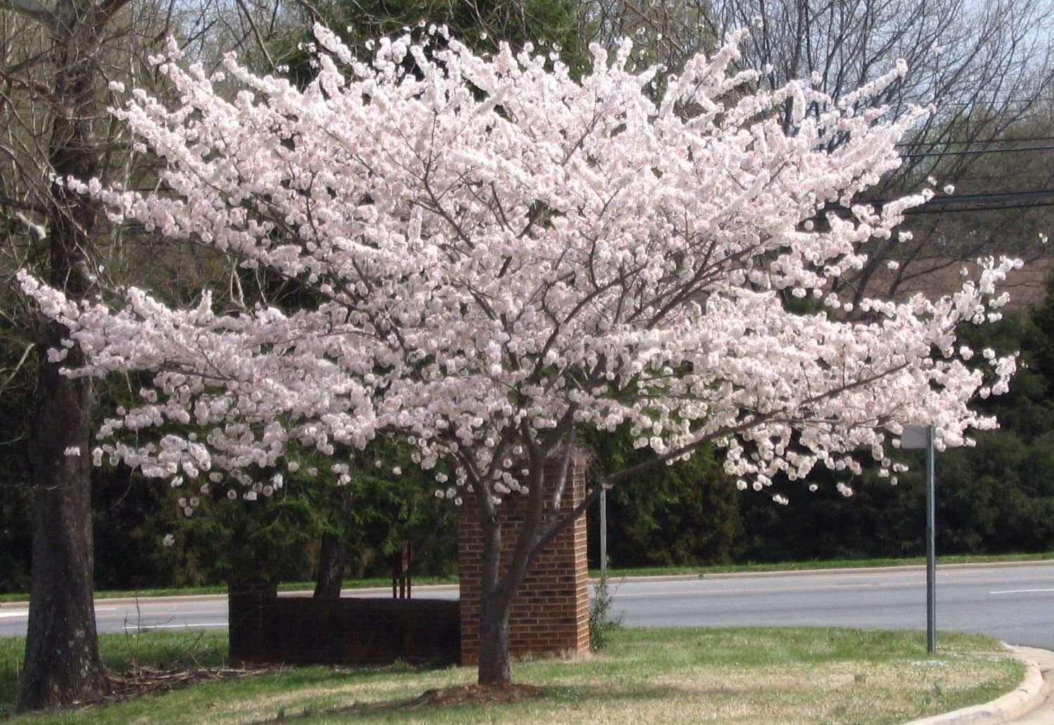 Yoshino Flowering Cherry Tree